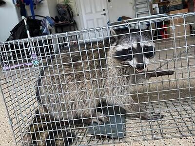 Indianapolis pest control